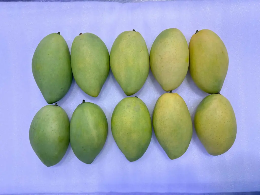 Which Regions in Vietnam Produce the Most Mangoes?